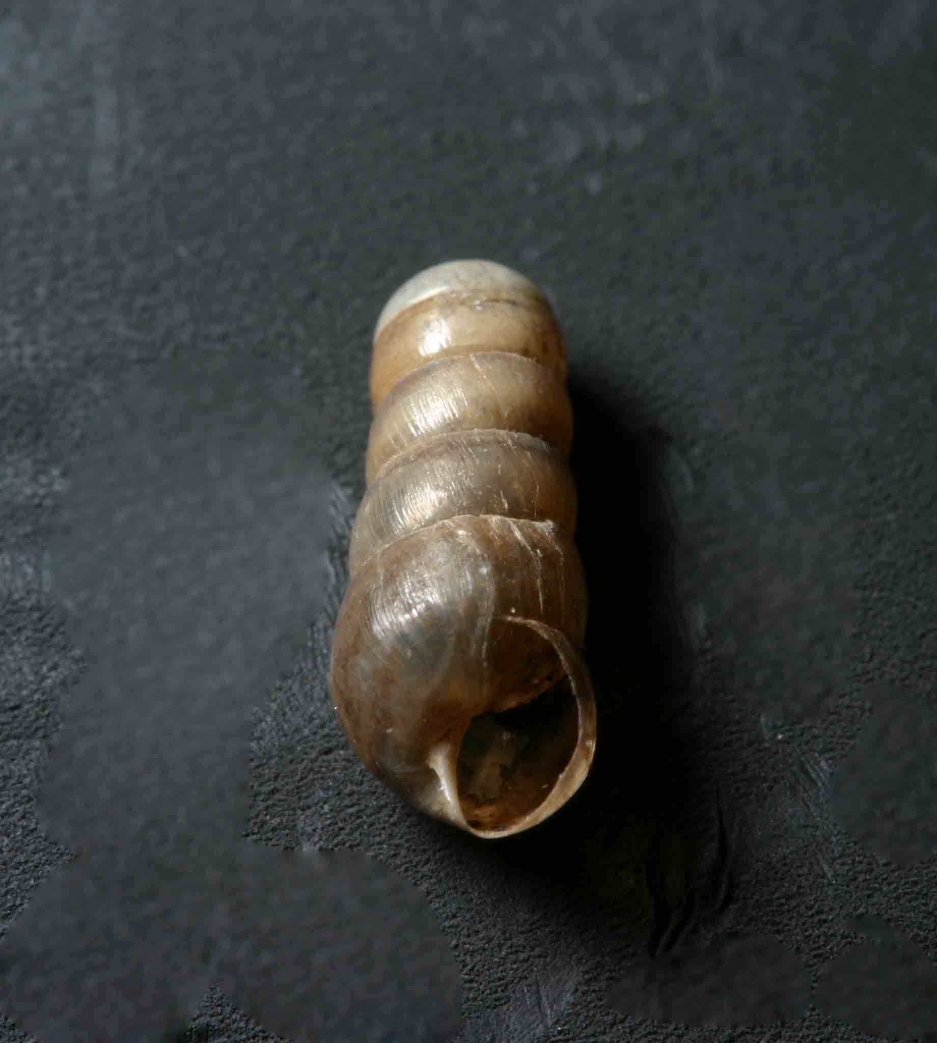 Rumina decollata (Linnaeus, 1758) Juv. - Monte Soratte